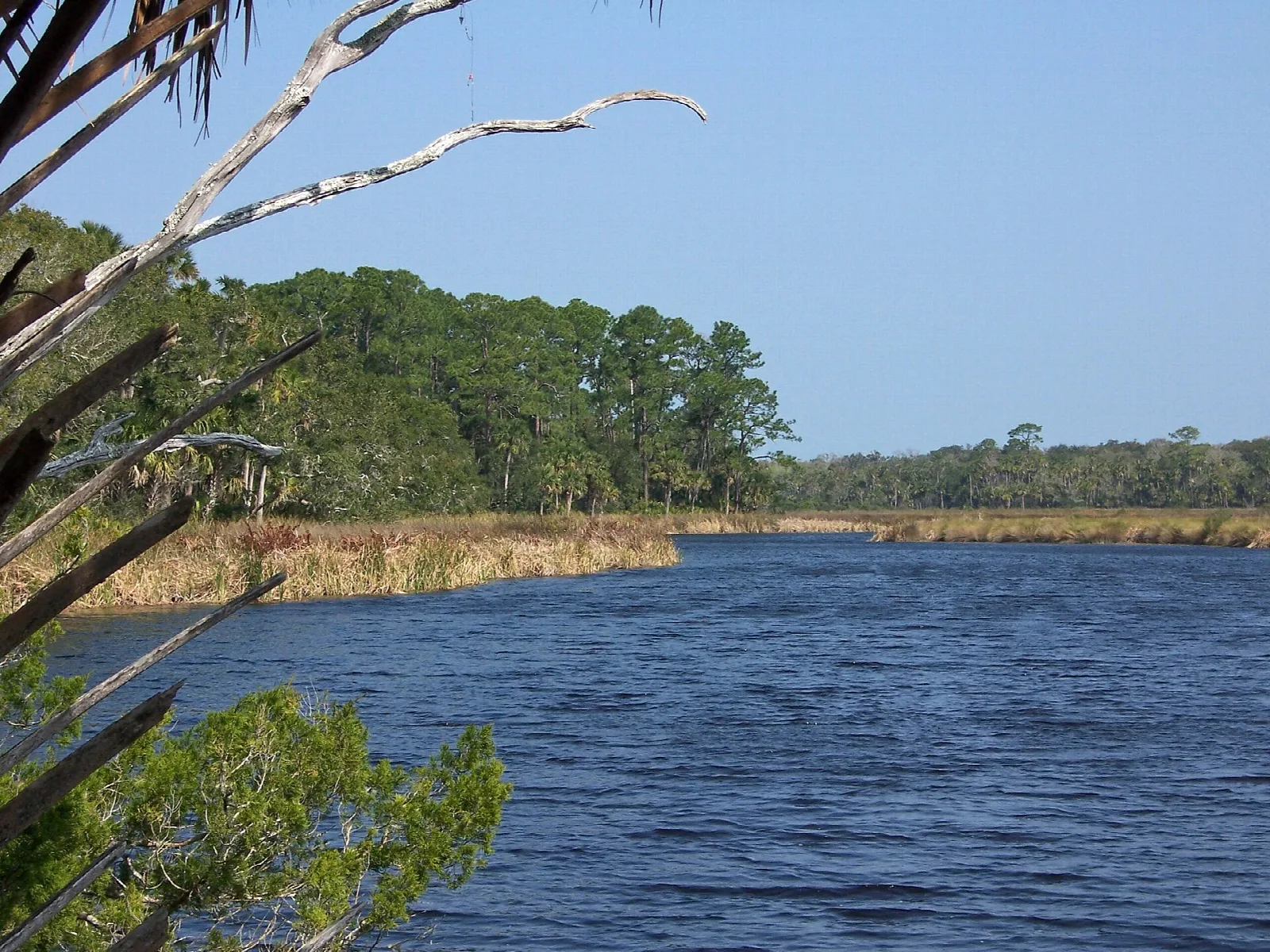 Dark blue creek with marsh and pine forest on the far bank