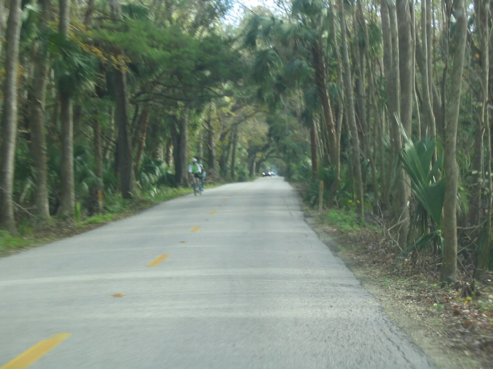 Paved road in a tunnel of tall palms and trees