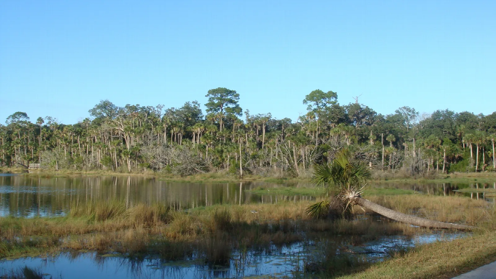 Wetland pond with grassy marsh and a line of trees