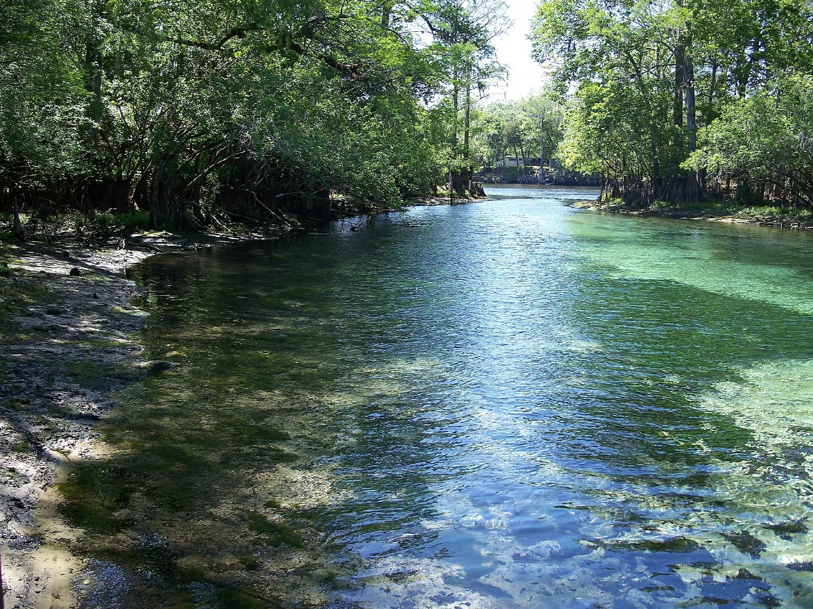 Clear blue spring run flowing between wooded banks