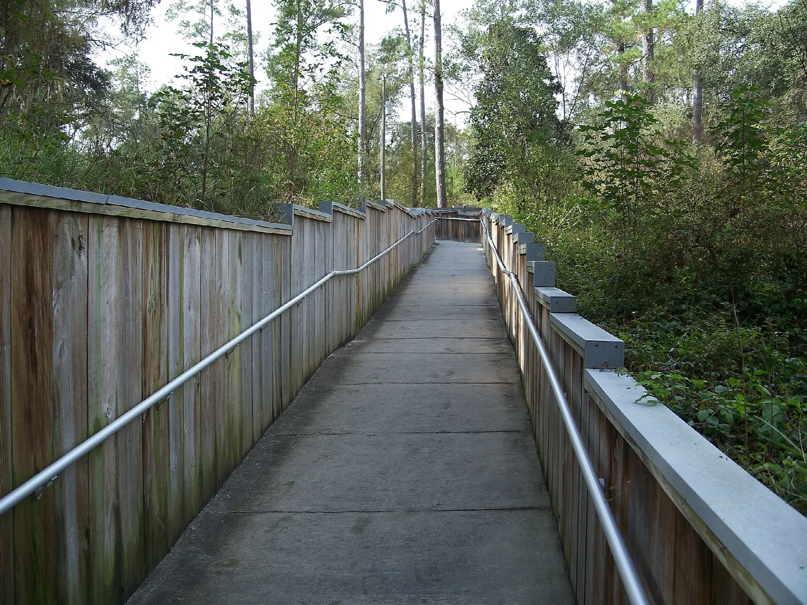 Wooden walkway with handrails running down through woods