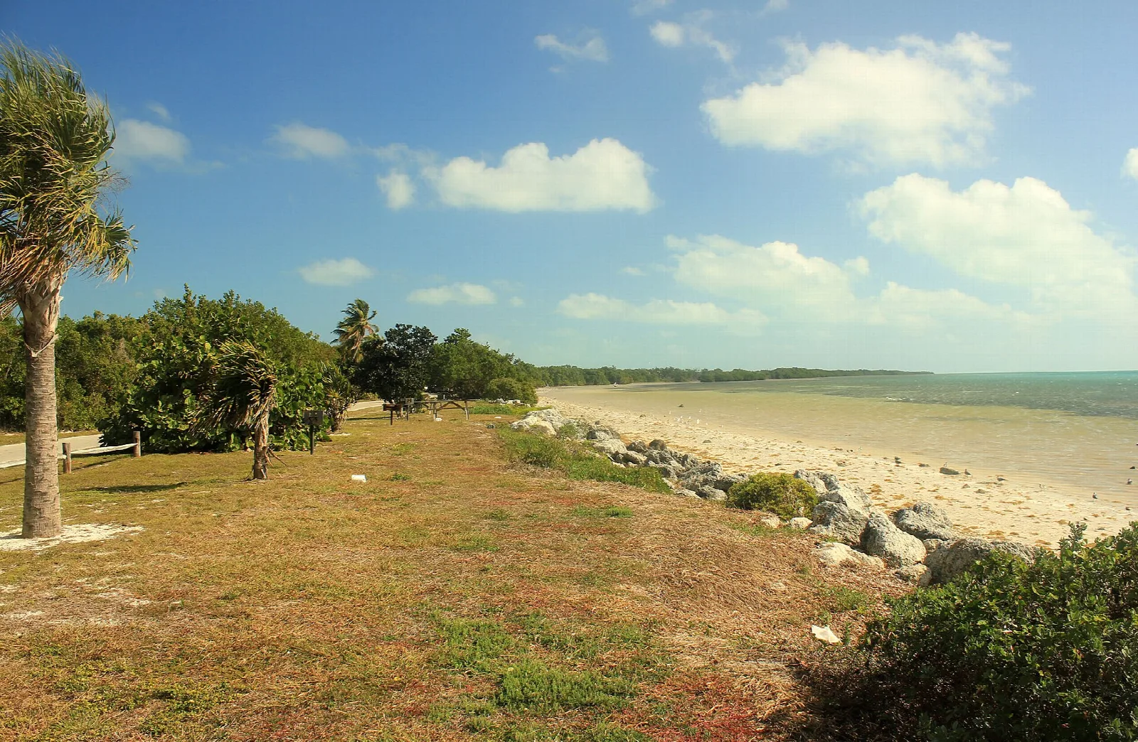 Grassy shore with palms and a pale stone beach by shallow water