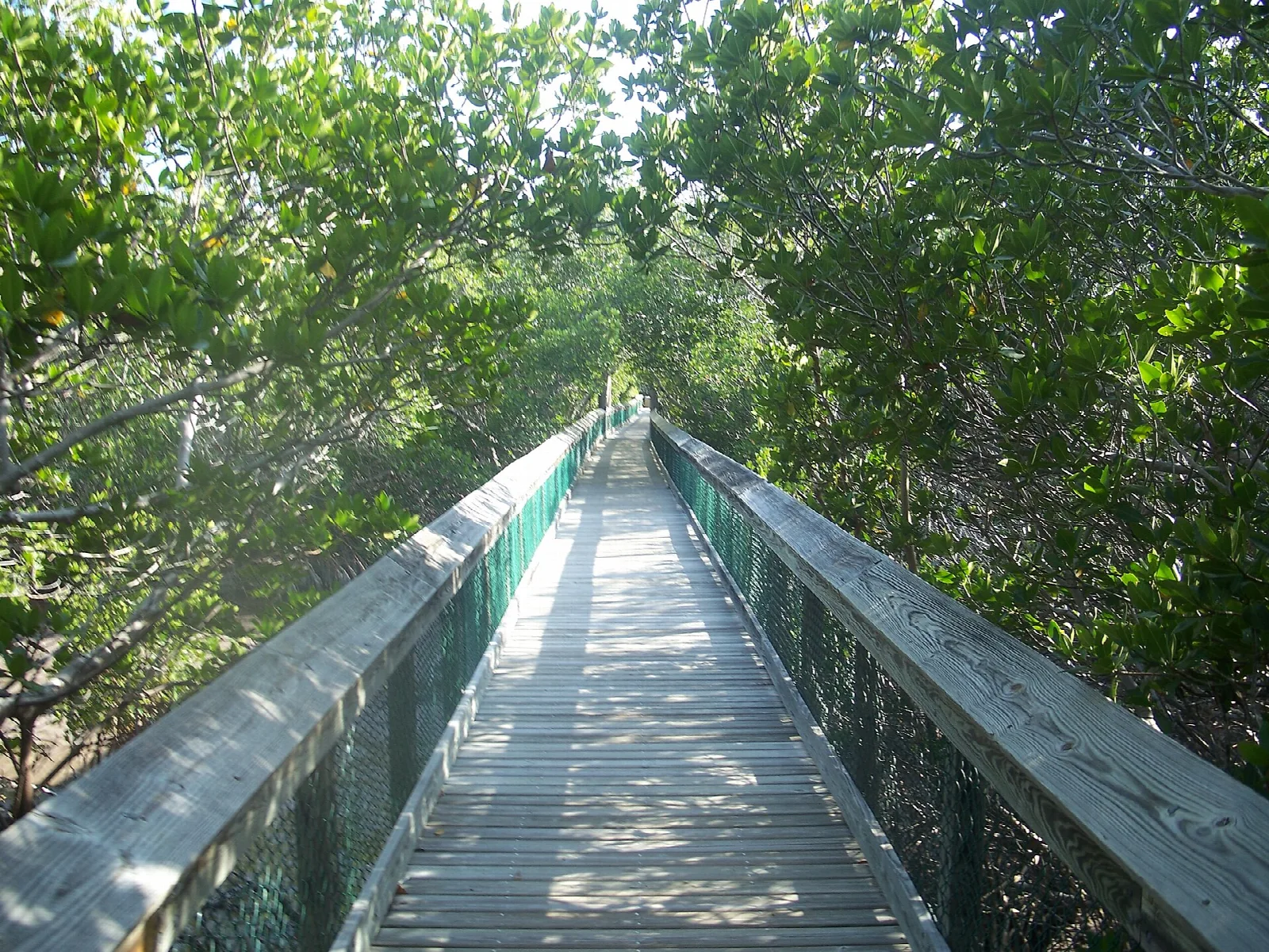 Wooden boardwalk with rails running through mangroves