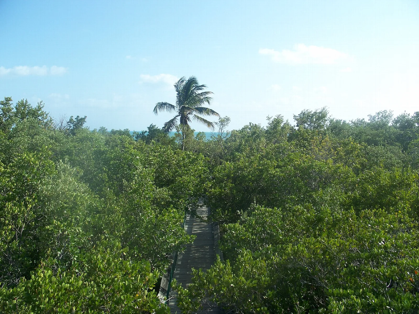 Mangrove canopy and a boardwalk seen from a tower
