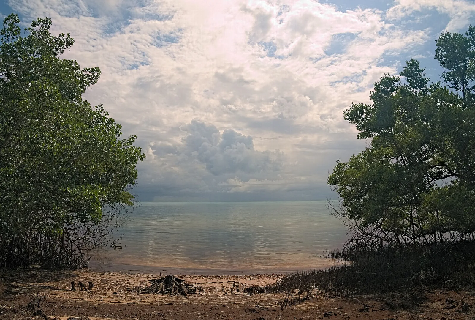 Calm water seen through mangroves under a cloudy sky