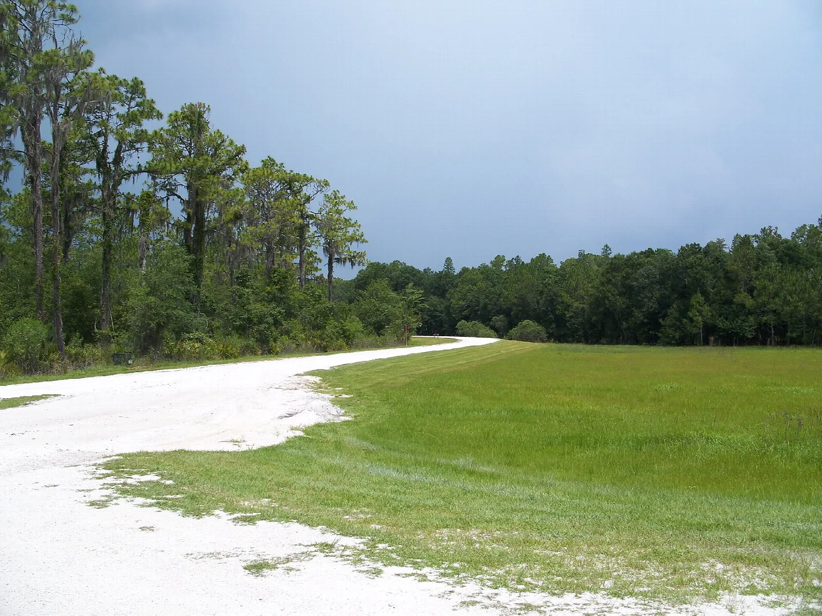 Open grass field with a white sand road beside pine woods