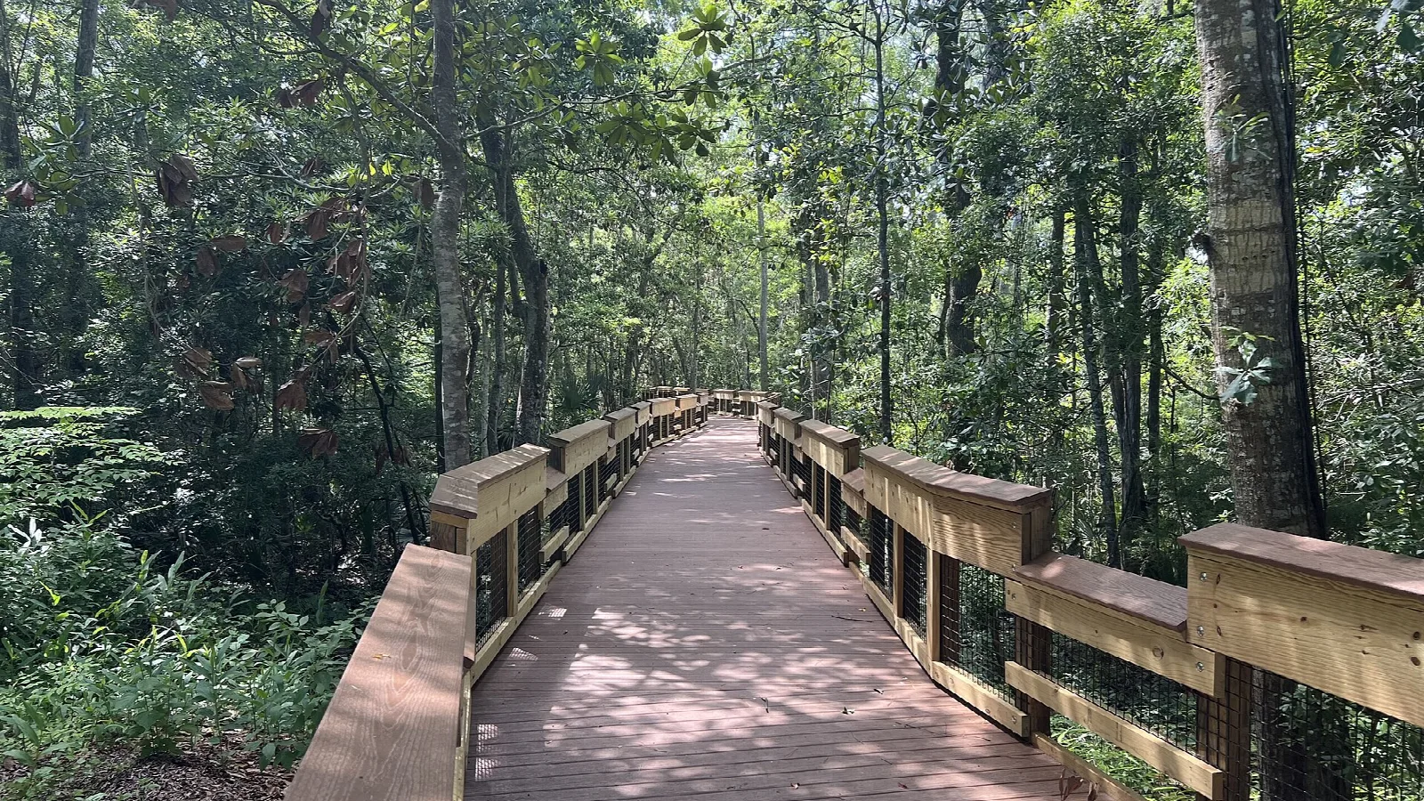 Wooden boardwalk running through tall forest