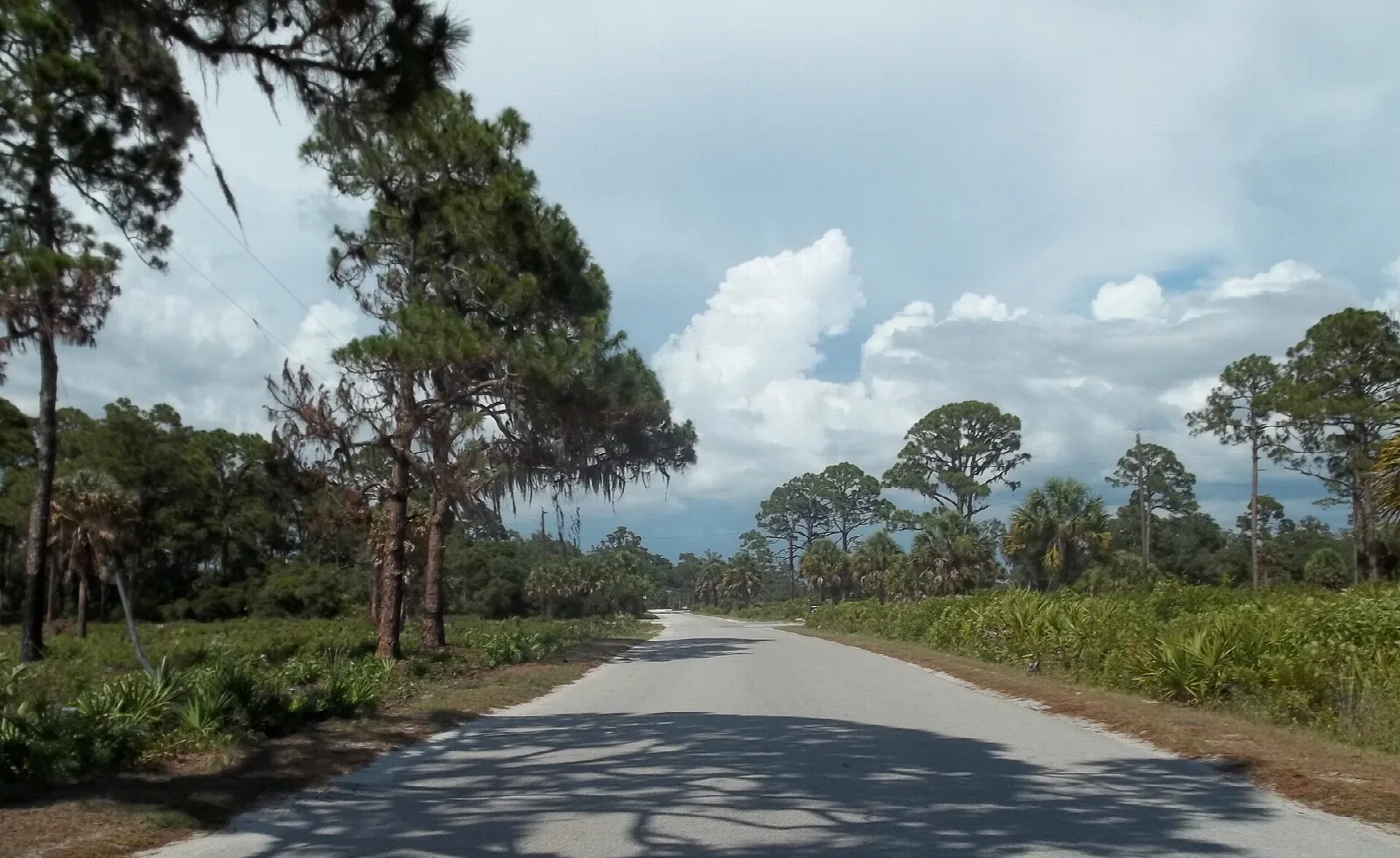 Paved road lined with pines and palmetto under big clouds