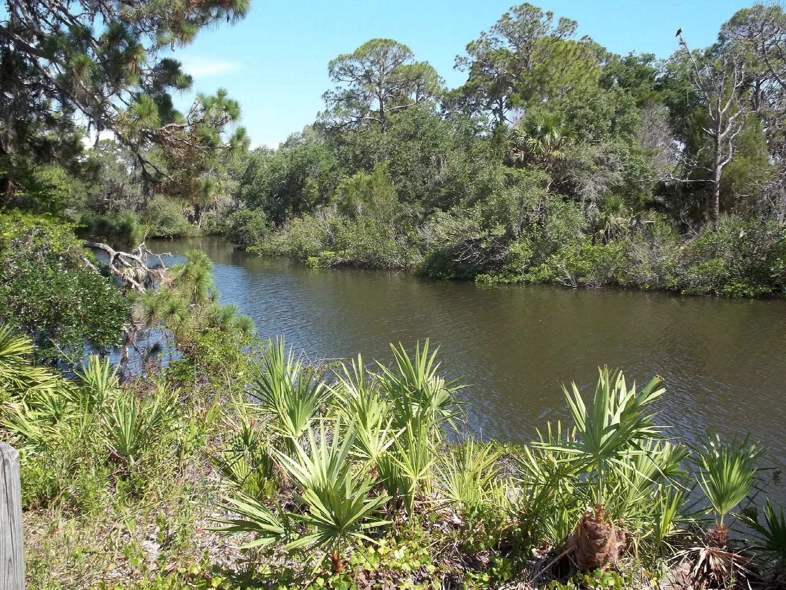 Dark creek with palmettos and pines along the bank
