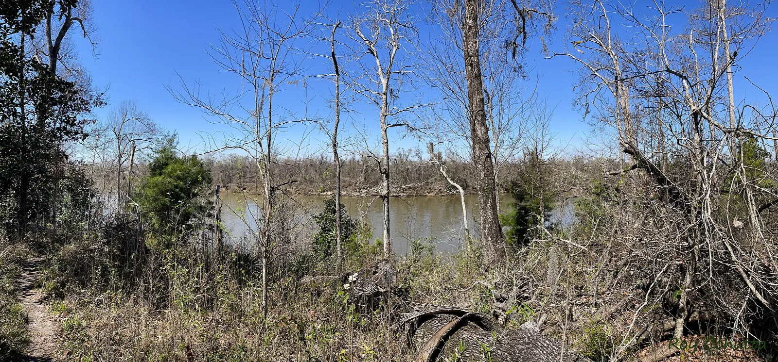 Bare river-bluff trees and wide river in the distance