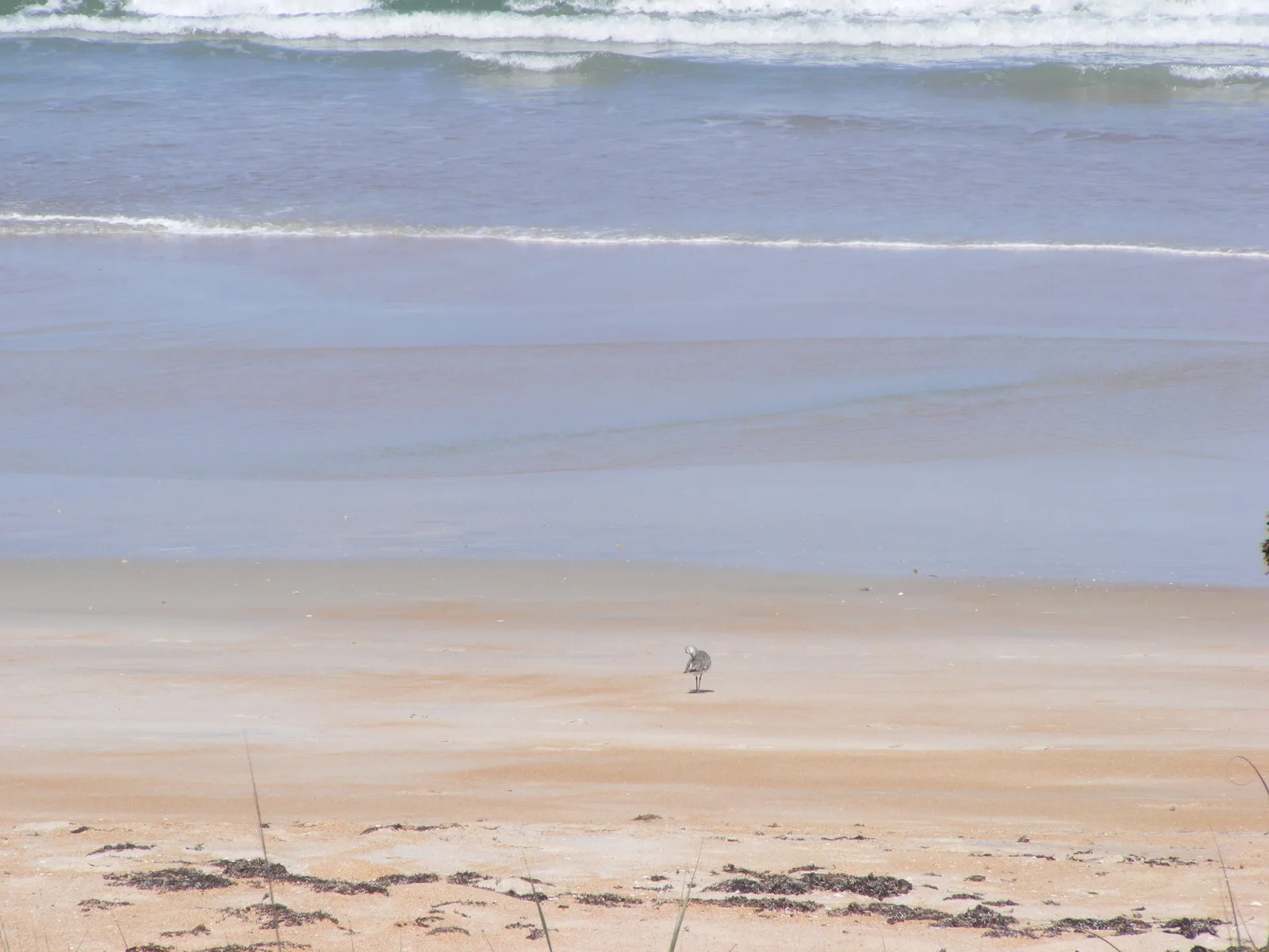 Wide sandy beach with surf and a lone shorebird