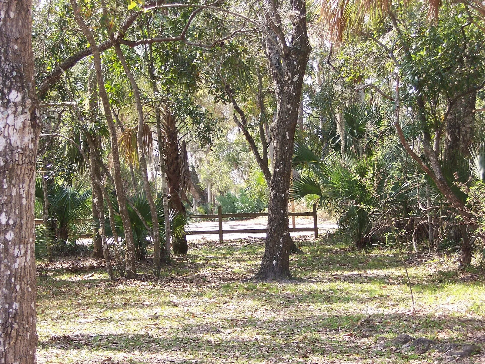 Forest of oaks and palms around a sandy clearing