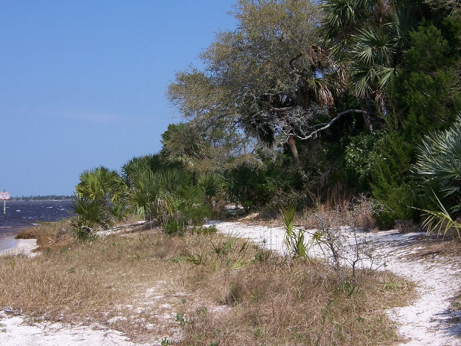 Sandy river shoreline with palmettos and oaks under blue sky