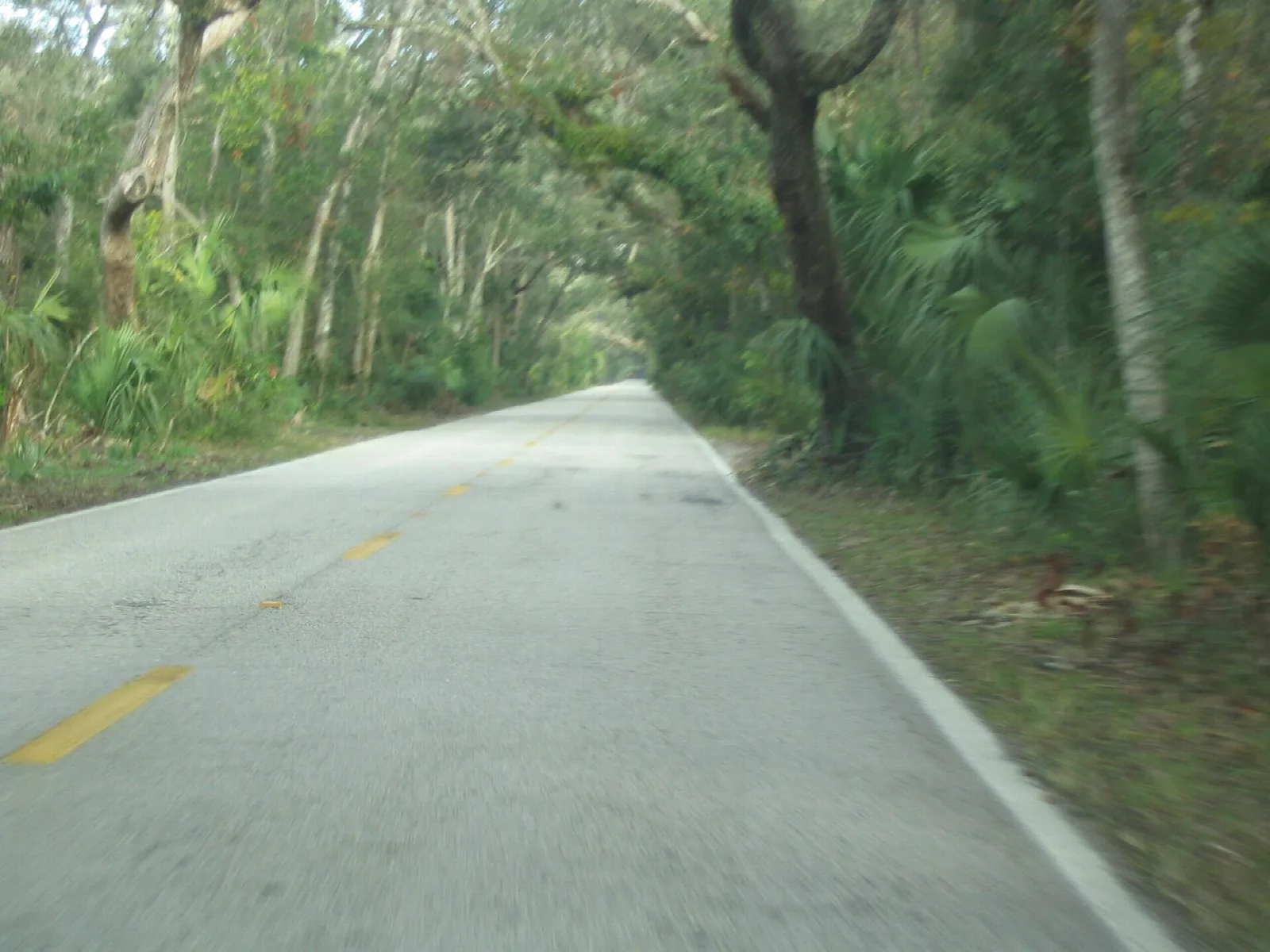 Narrow road running through a tunnel of oaks and palms
