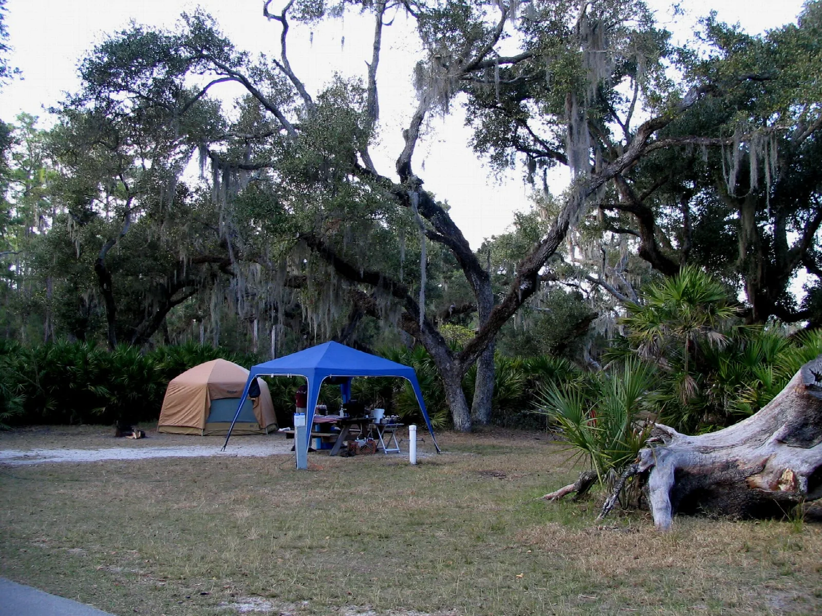 Camp tents under a big live oak with Spanish moss
