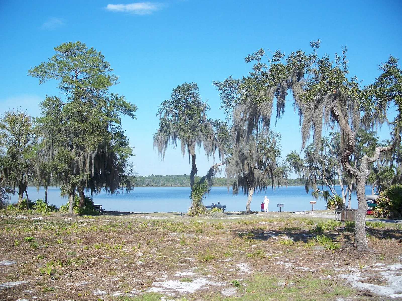 Lake edge with moss-draped trees and blue water beyond