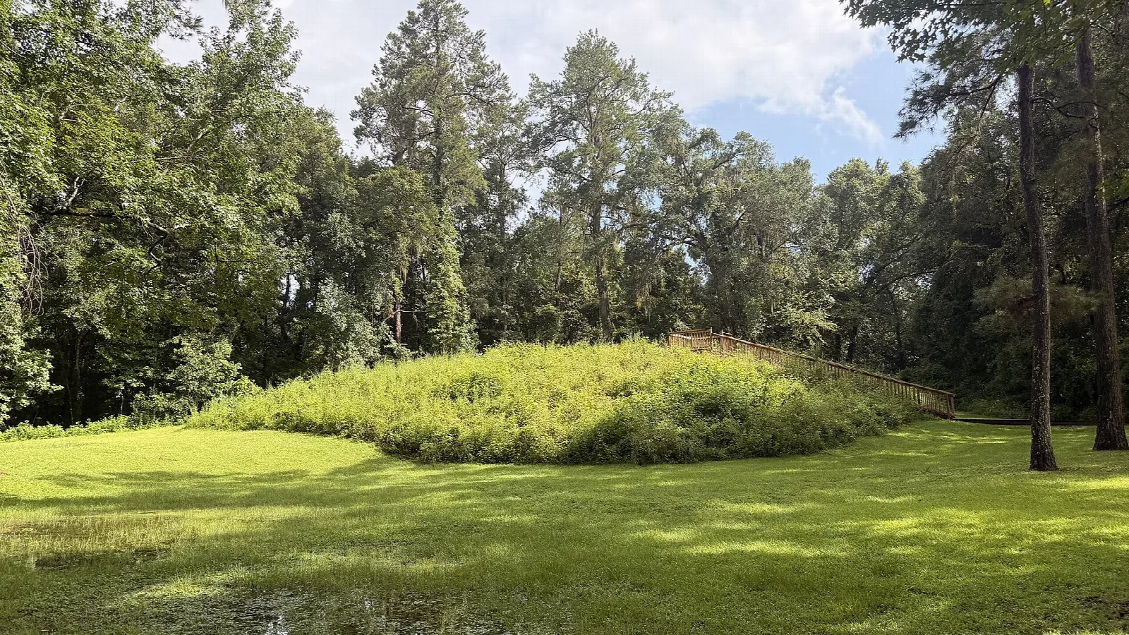 Grass-covered mound beside a lawn and tall pines