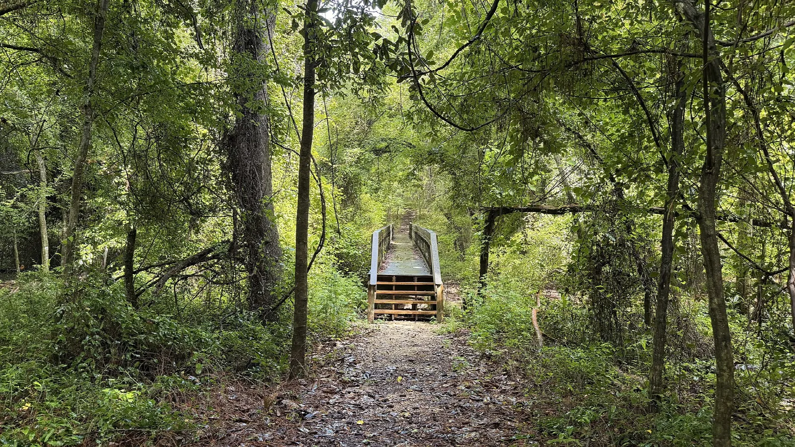 Wooden footbridge on a dirt trail in the woods