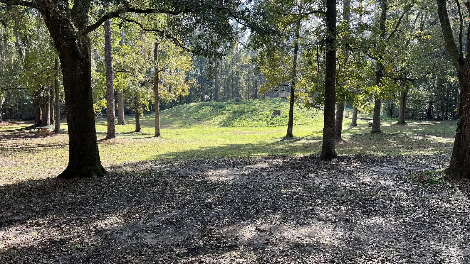 Grassy mound among oaks in dappled light