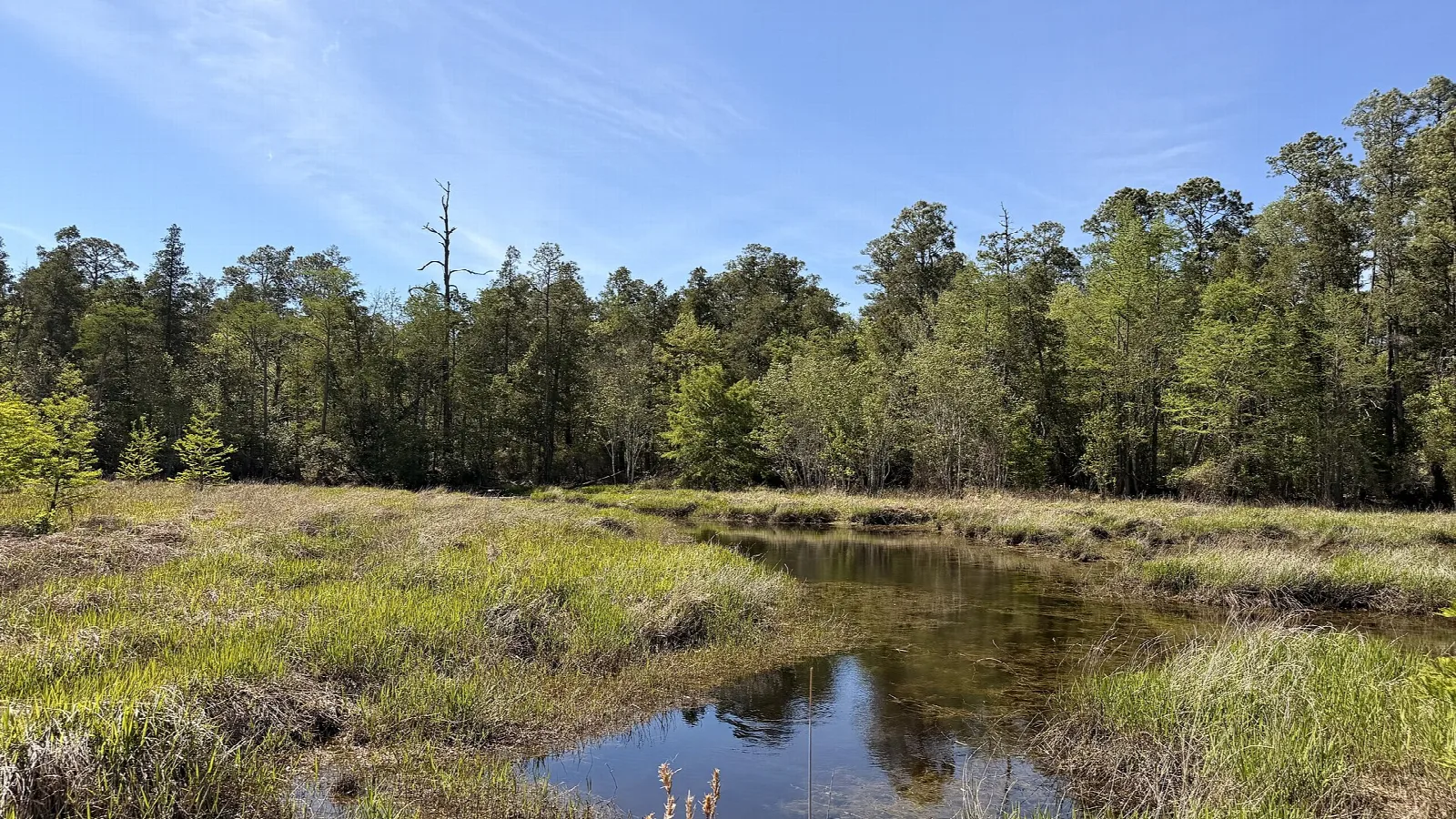 Open grass marsh with a creek and trees beyond