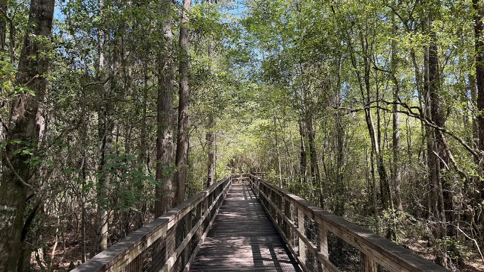 Wooden boardwalk through tall forest