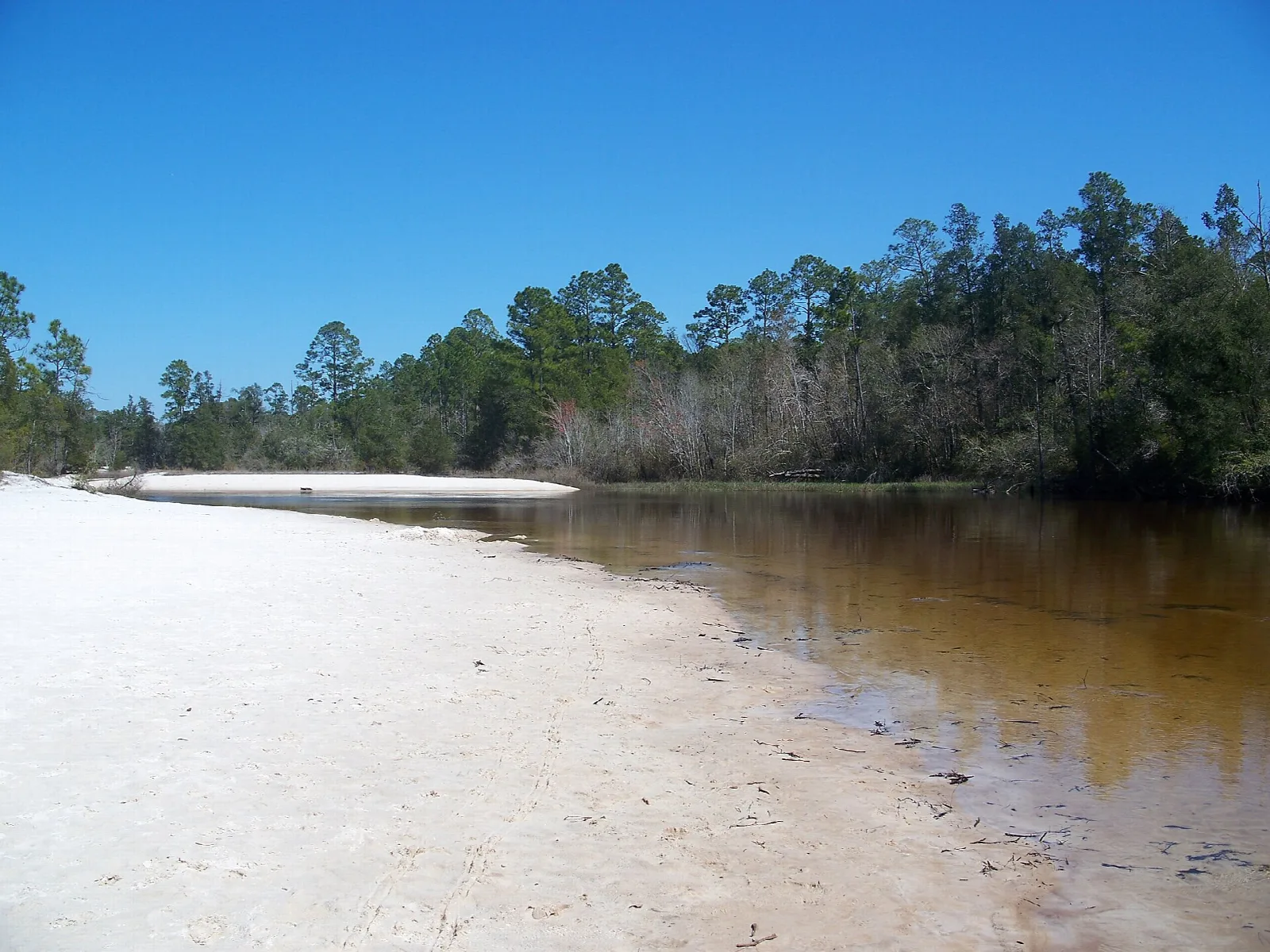 White sand bar beside a tea-colored river with pines behind