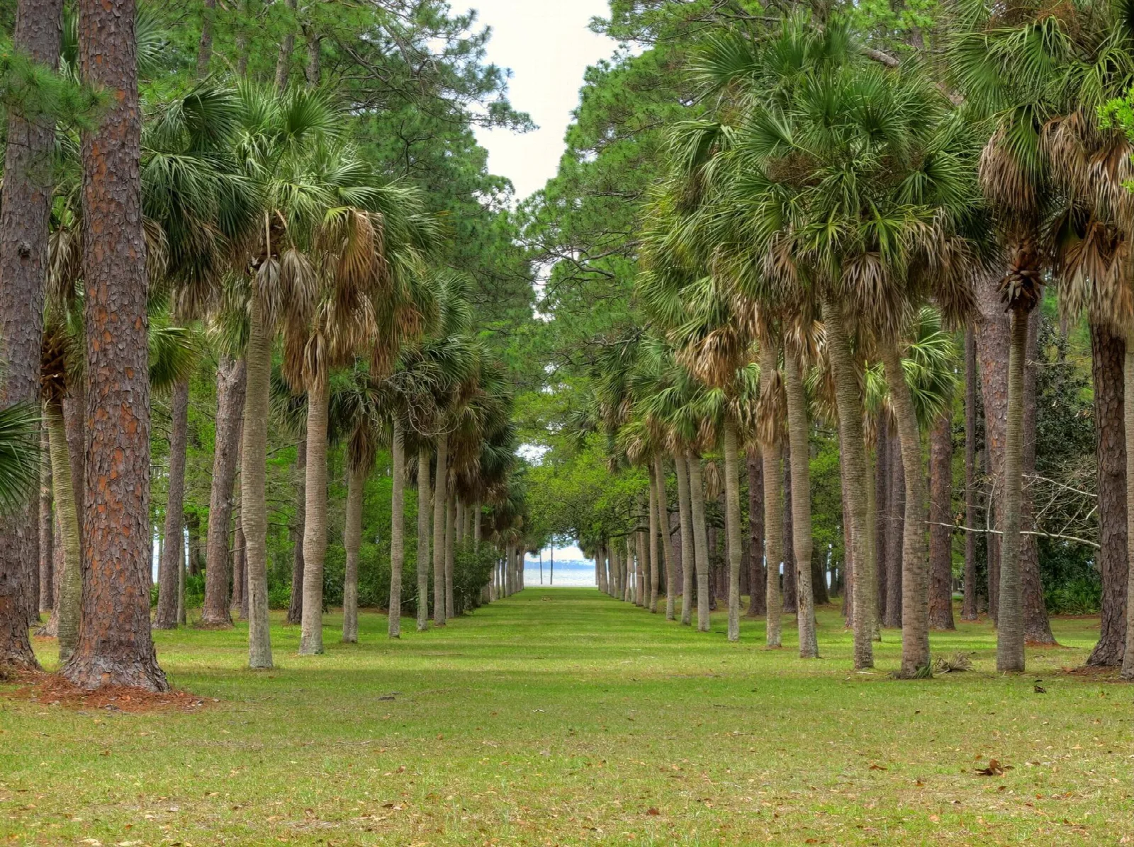 Long straight lawn lined with tall palms and pines