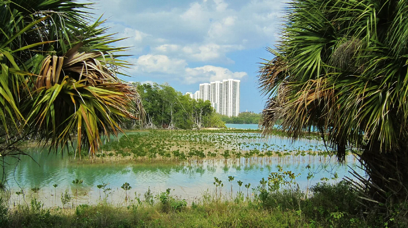 Mangroves and palms by a lagoon, with distant tower buildings