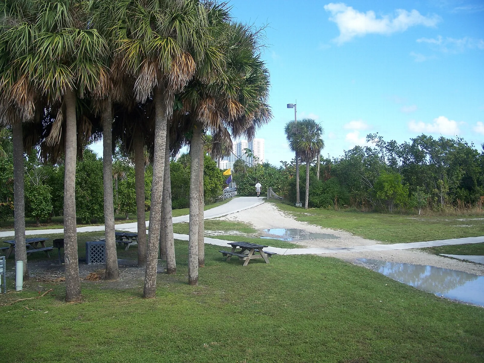 Picnic tables on a lawn under tall palms along a paved path