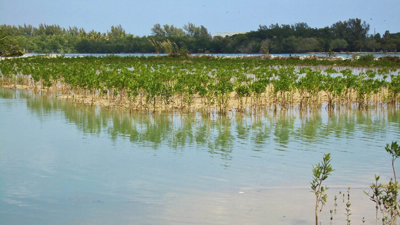 Mangrove saplings in shallow blue-green water along a shore