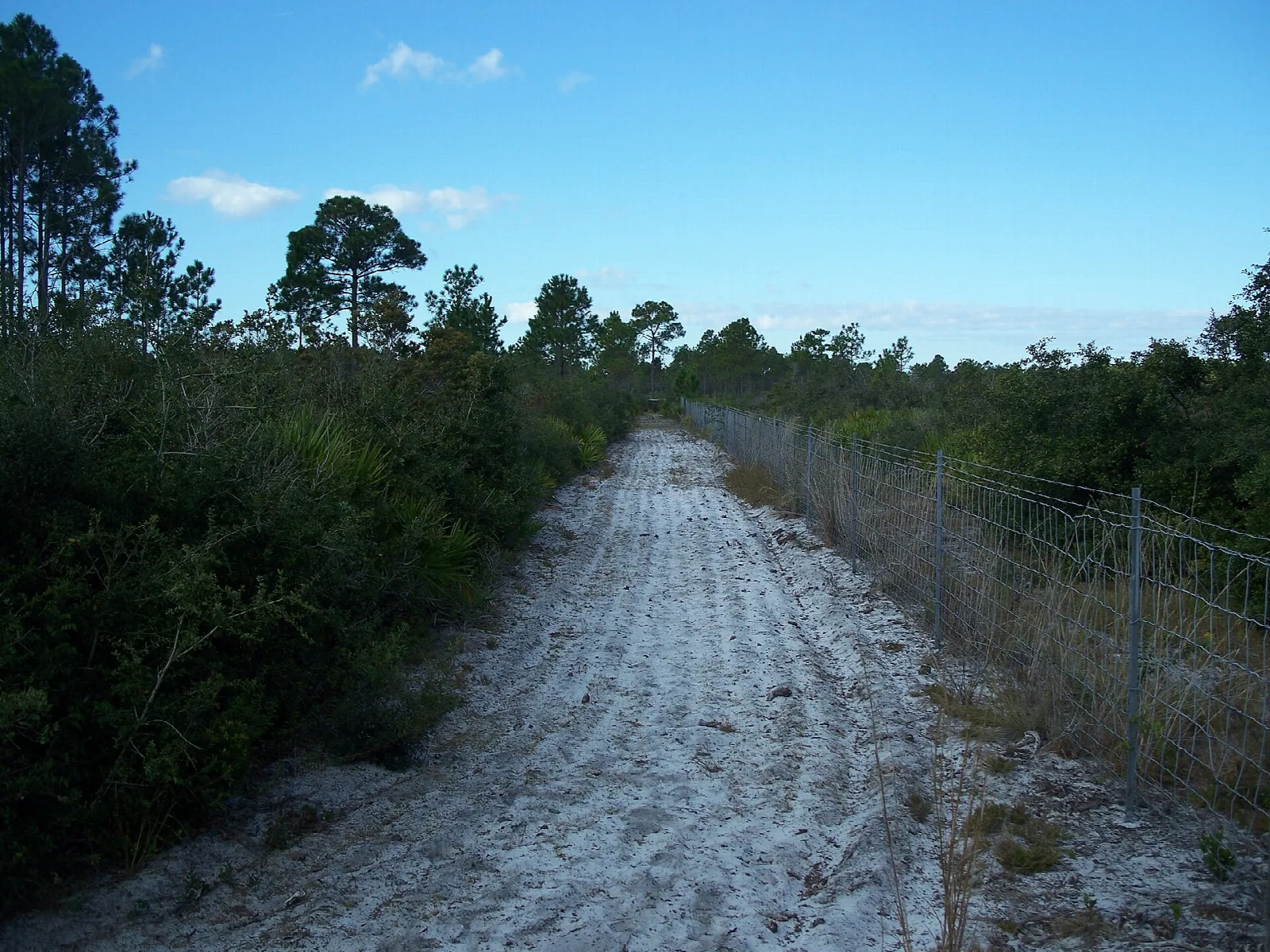Wide white sand trail beside a fence through open scrub