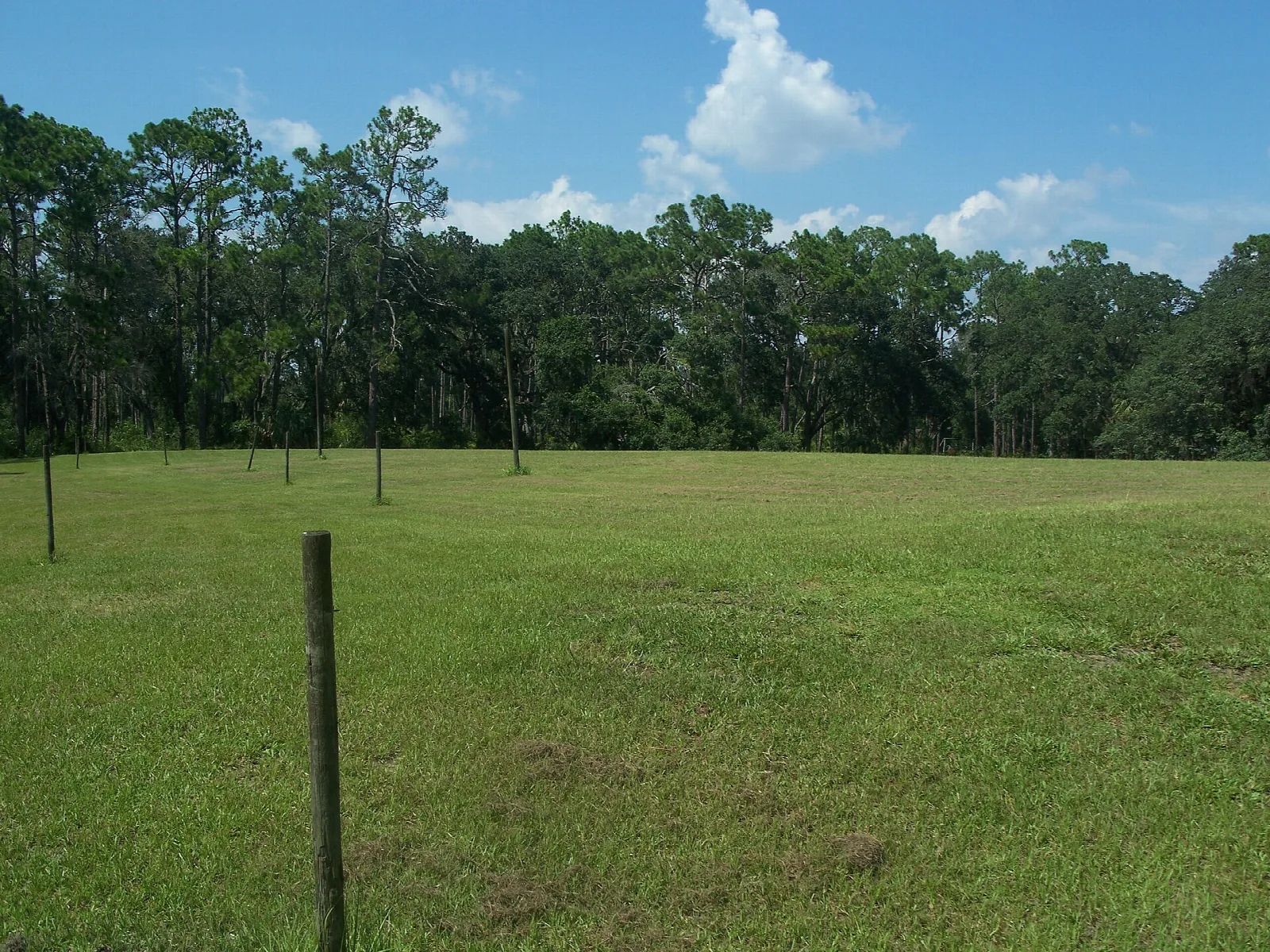 Open grass field with a wooden fence post and pines beyond