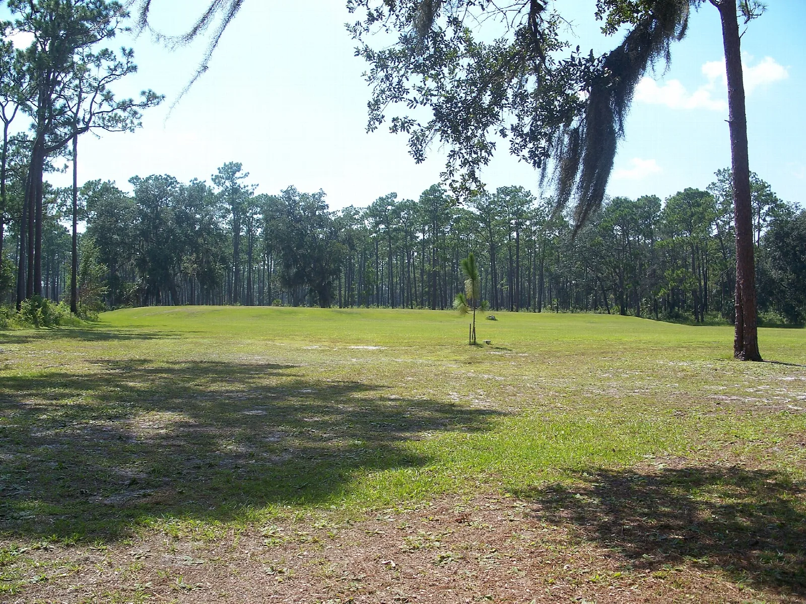Wide open grassy field edged by tall pines