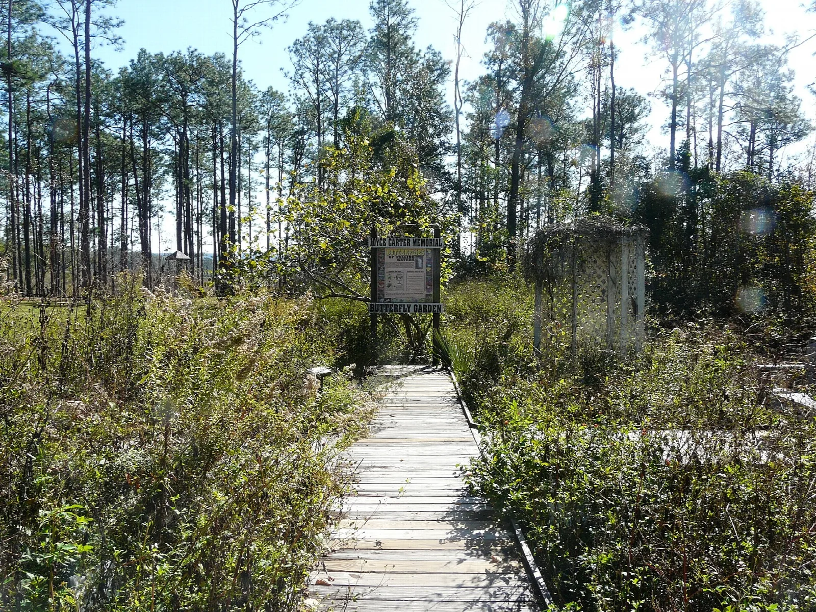 Boardwalk leading to a small garden and signs among pines