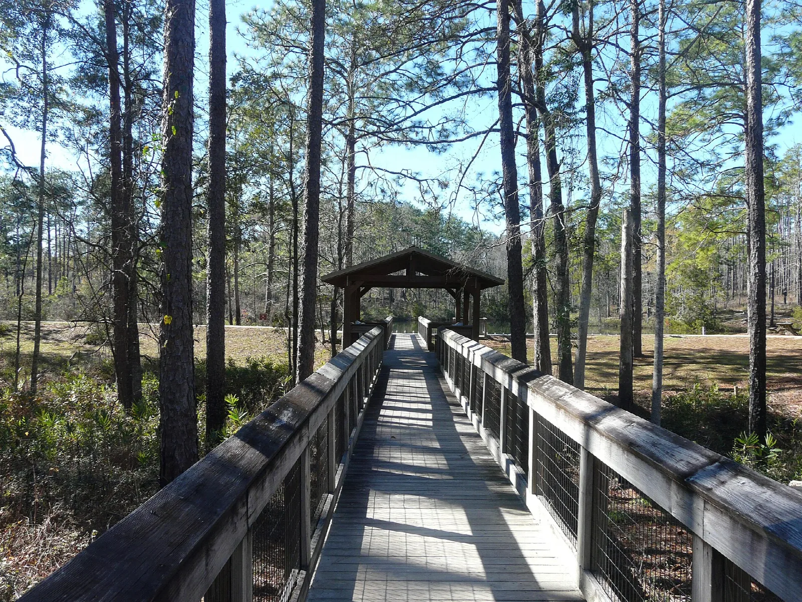 Wooden boardwalk with a roofed section through pines