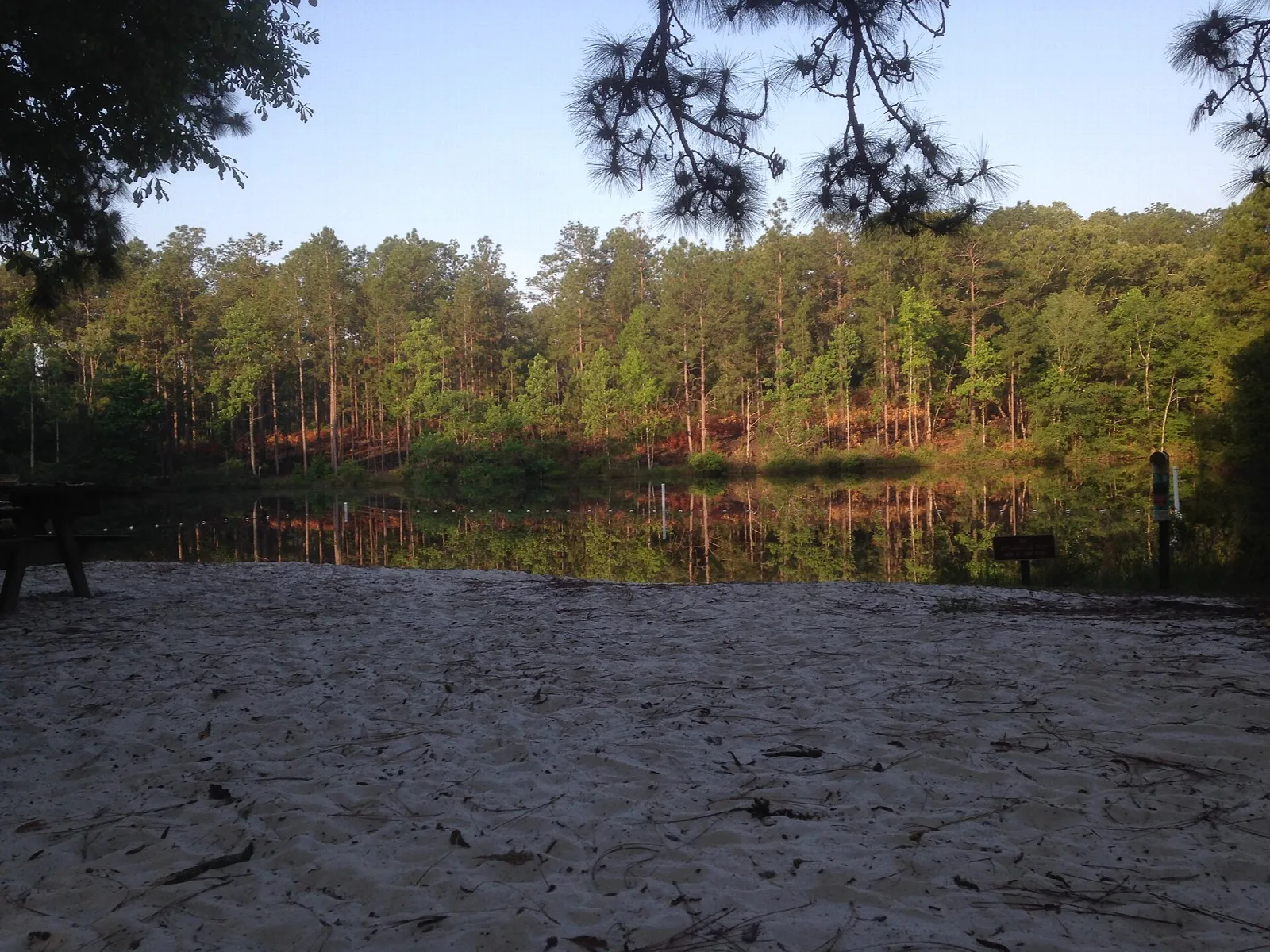 Still lake edged by sand with pines beyond