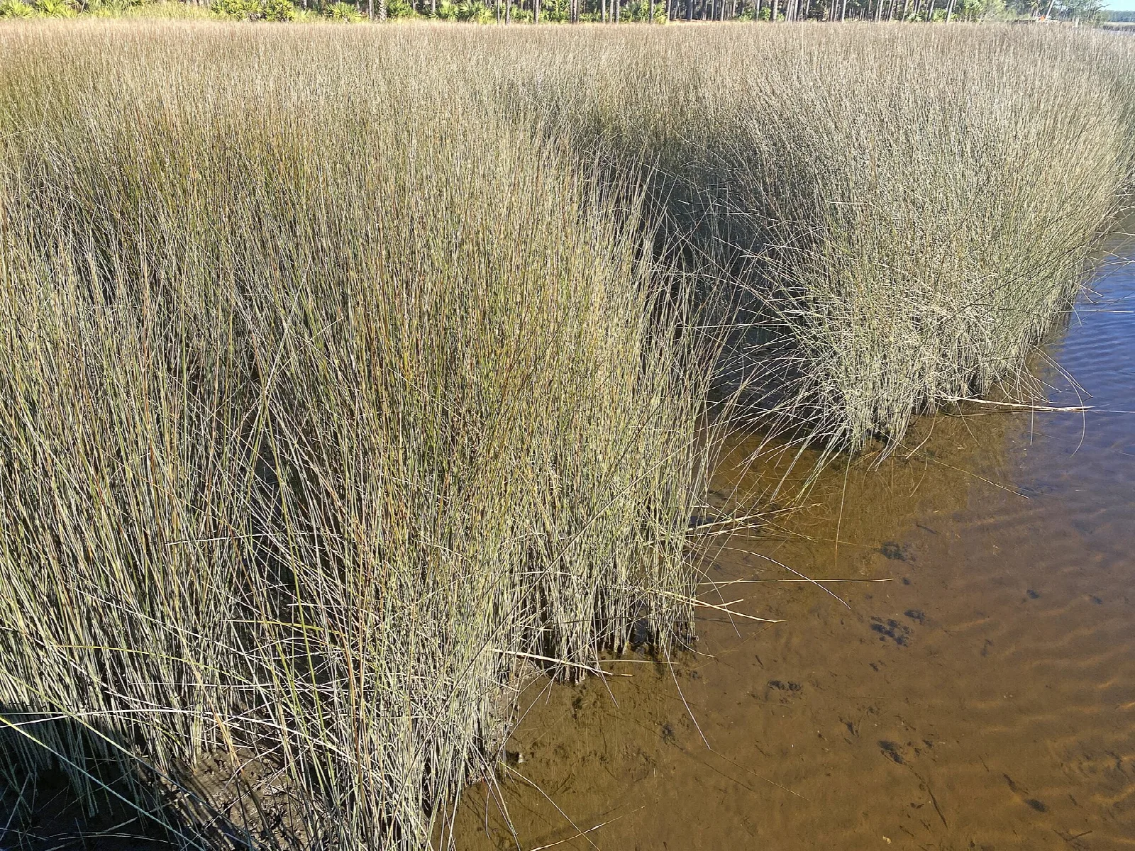 Tall marsh grass beside amber water