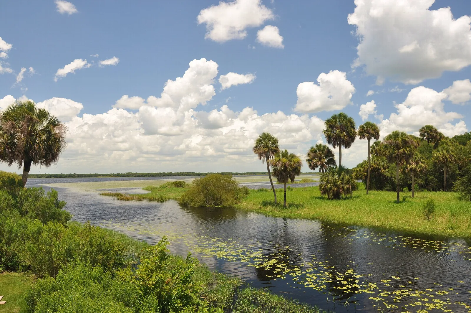 Narrow river with lily pads and palms under a blue sky with clouds