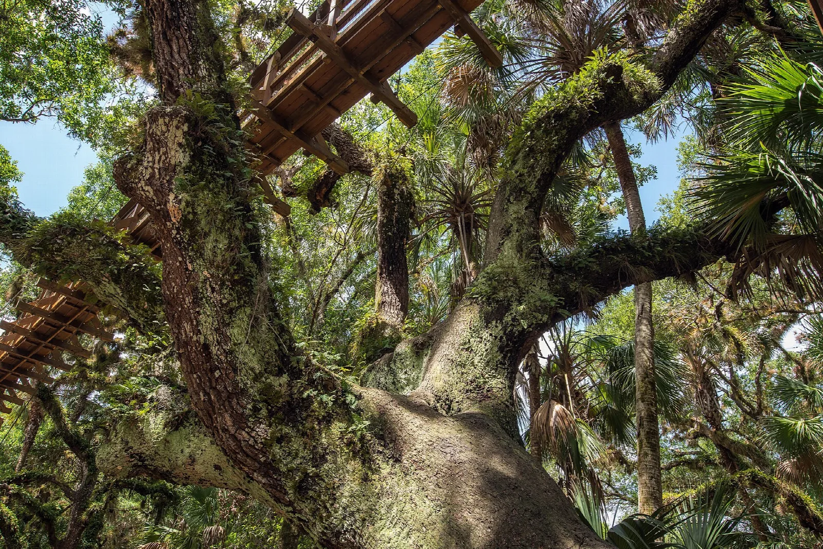 Looking up at a moss-covered oak and the canopy walk above