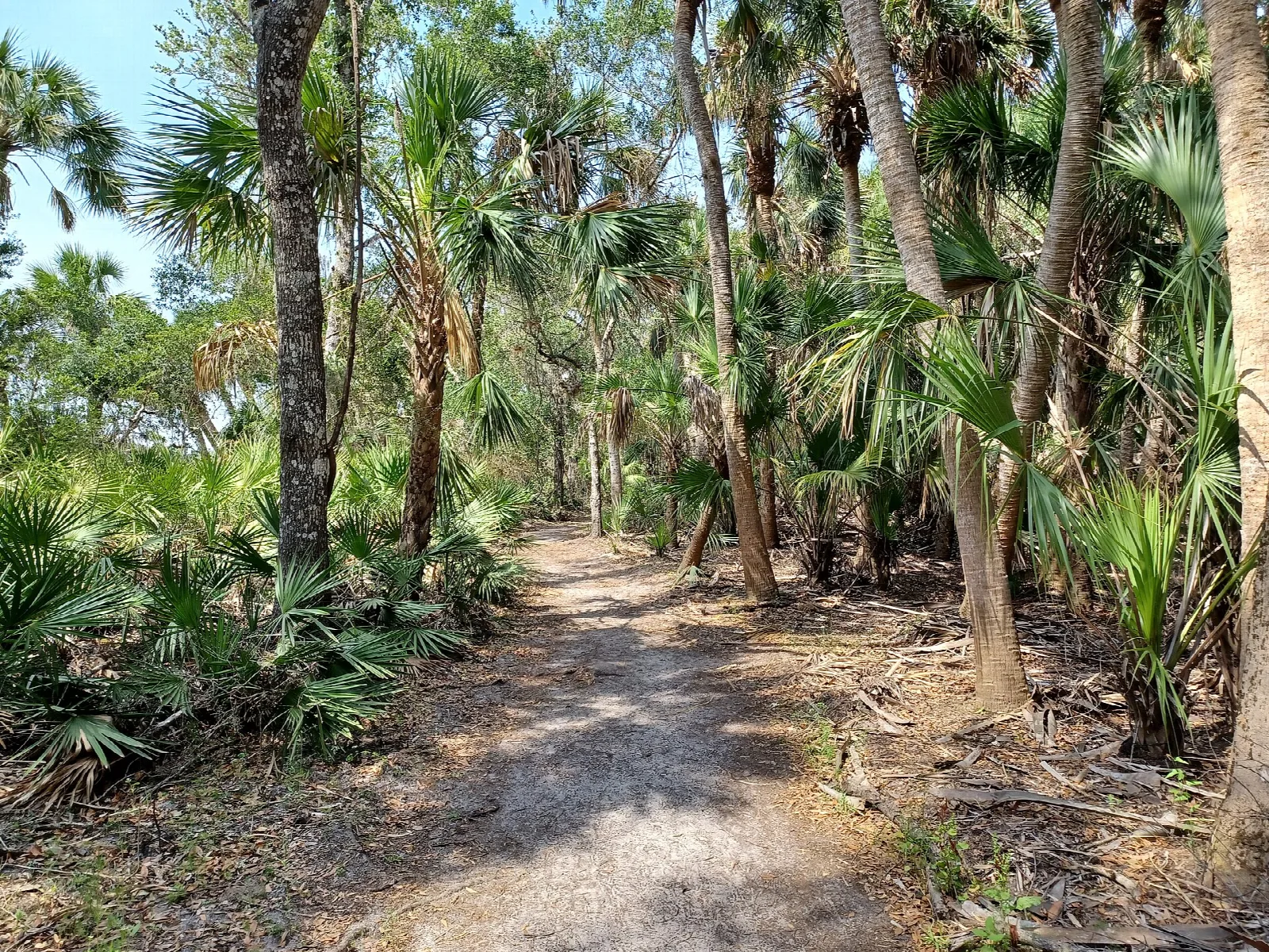 Sandy trail winding through palms and oaks