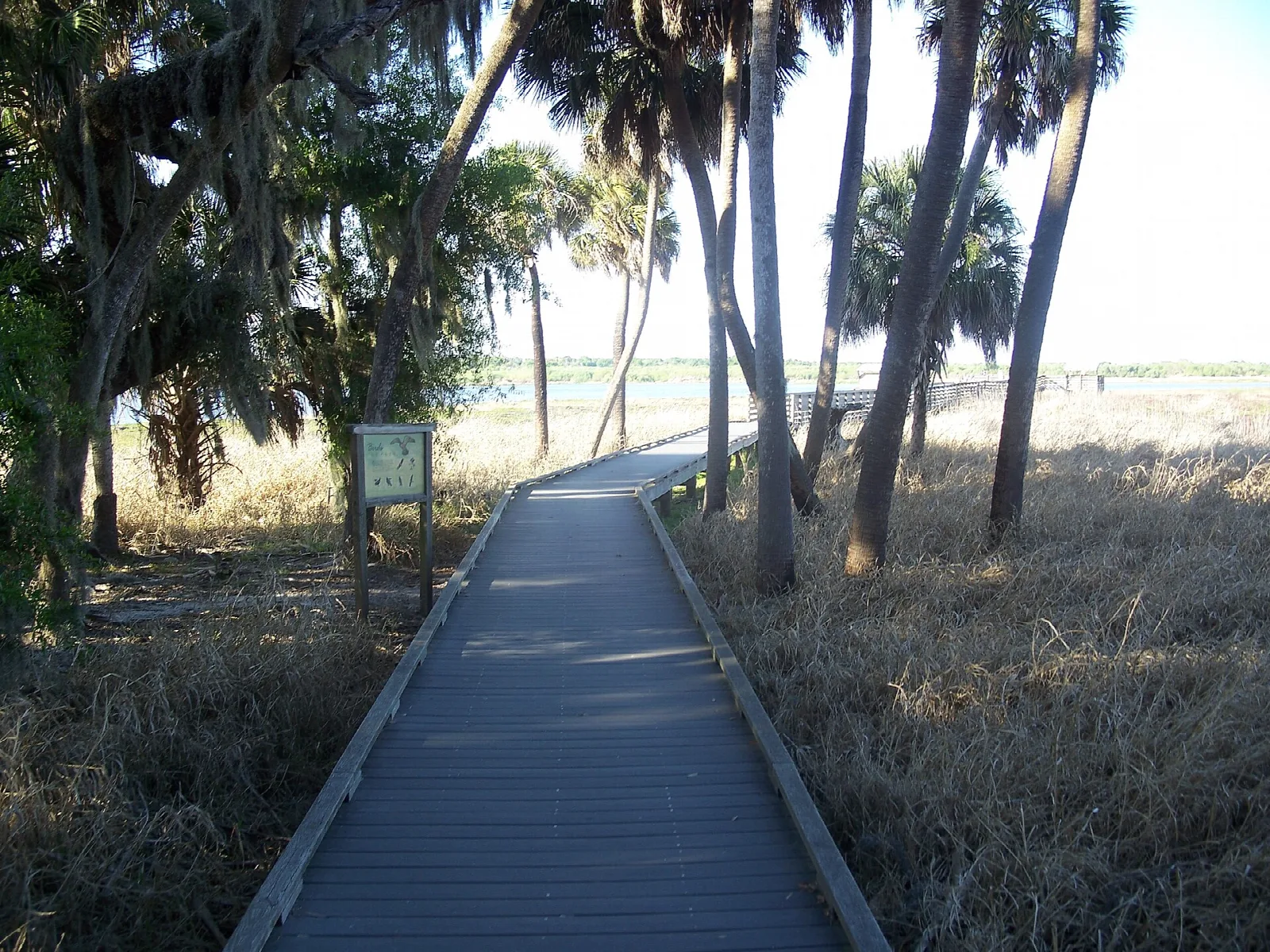 Boardwalk through palm trees toward open water