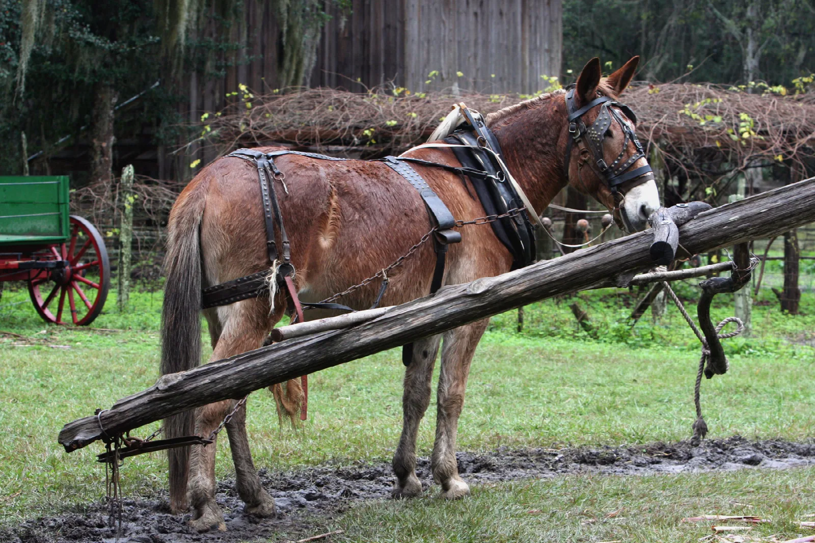 Harnessed mule hitched to a long wooden pole on a grassy yard