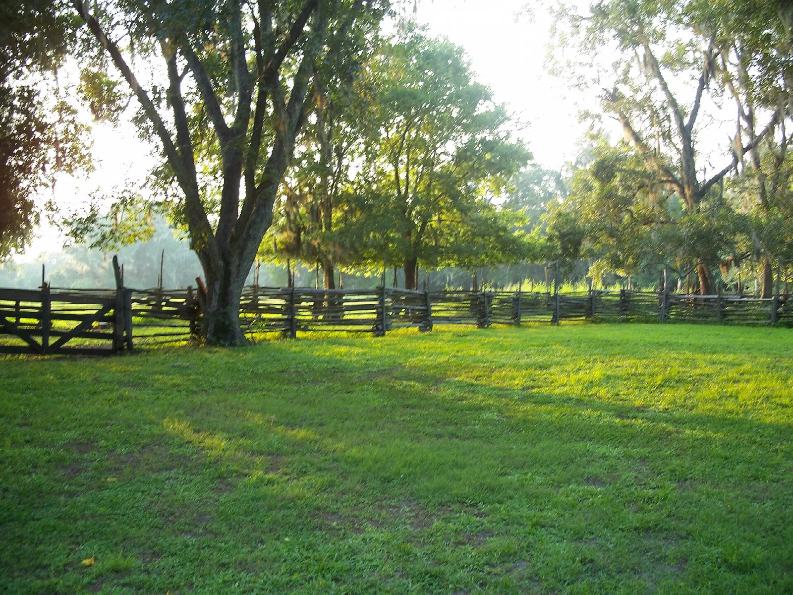 Wooden rail fence along a green pasture with big oaks