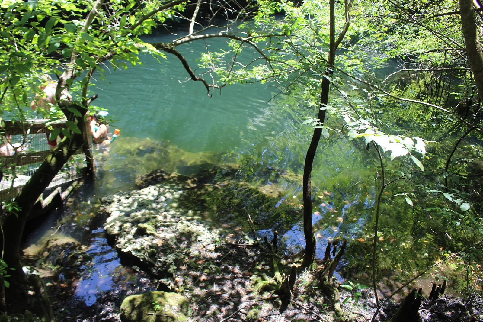 Clear green spring water among trees and rock