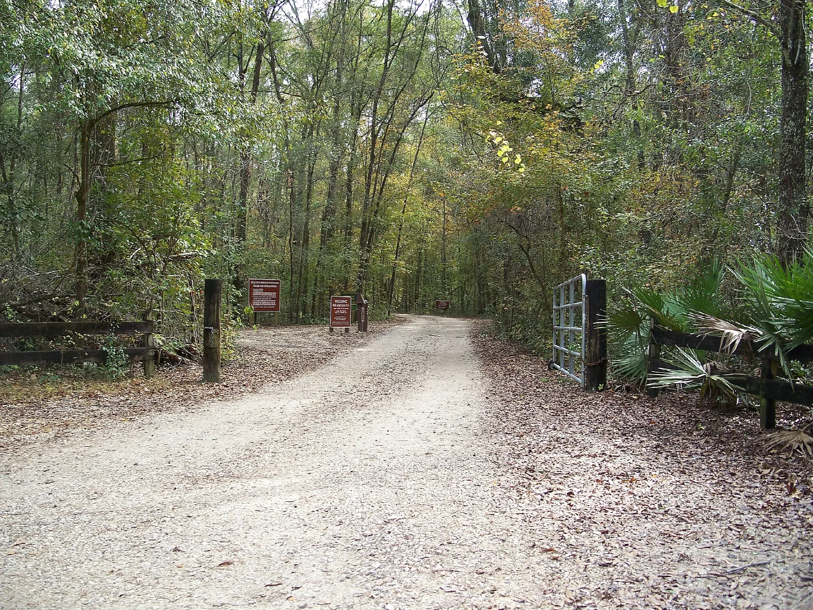 Gravel road through green woods