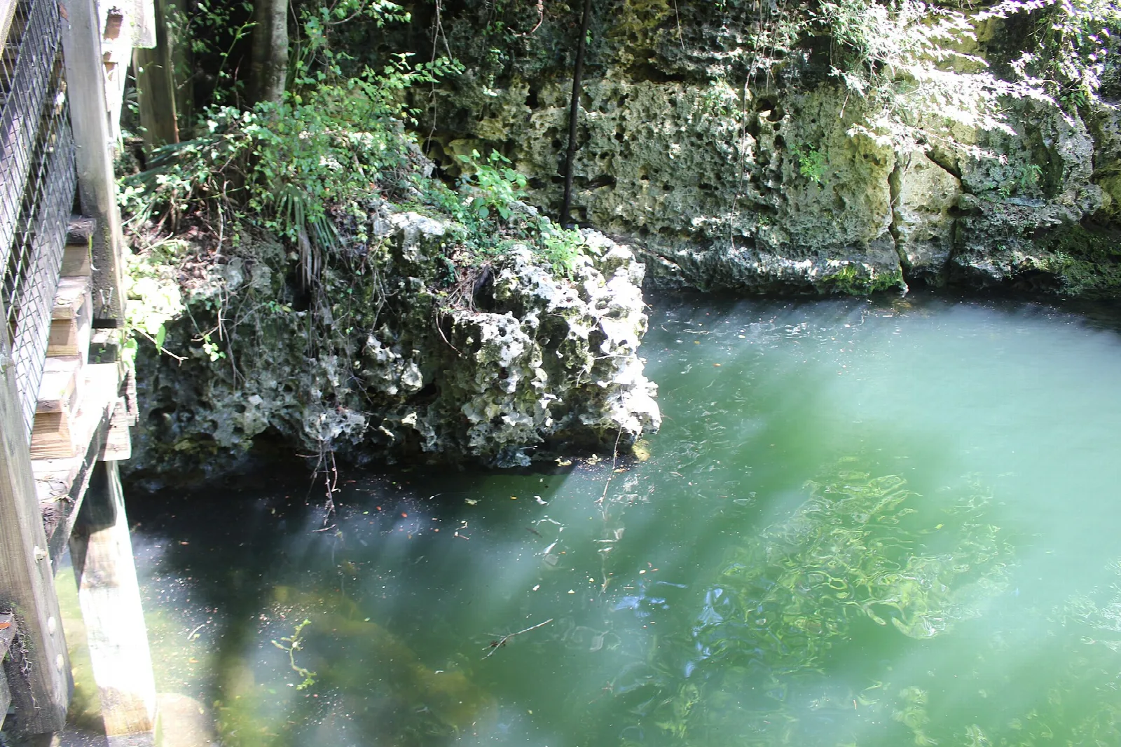Green spring basin below a wooden stair and rock wall