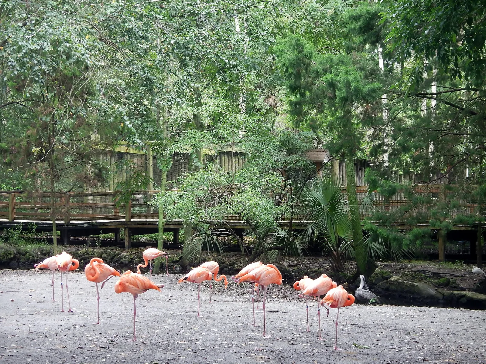 Flamingos standing on sand in front of a boardwalk