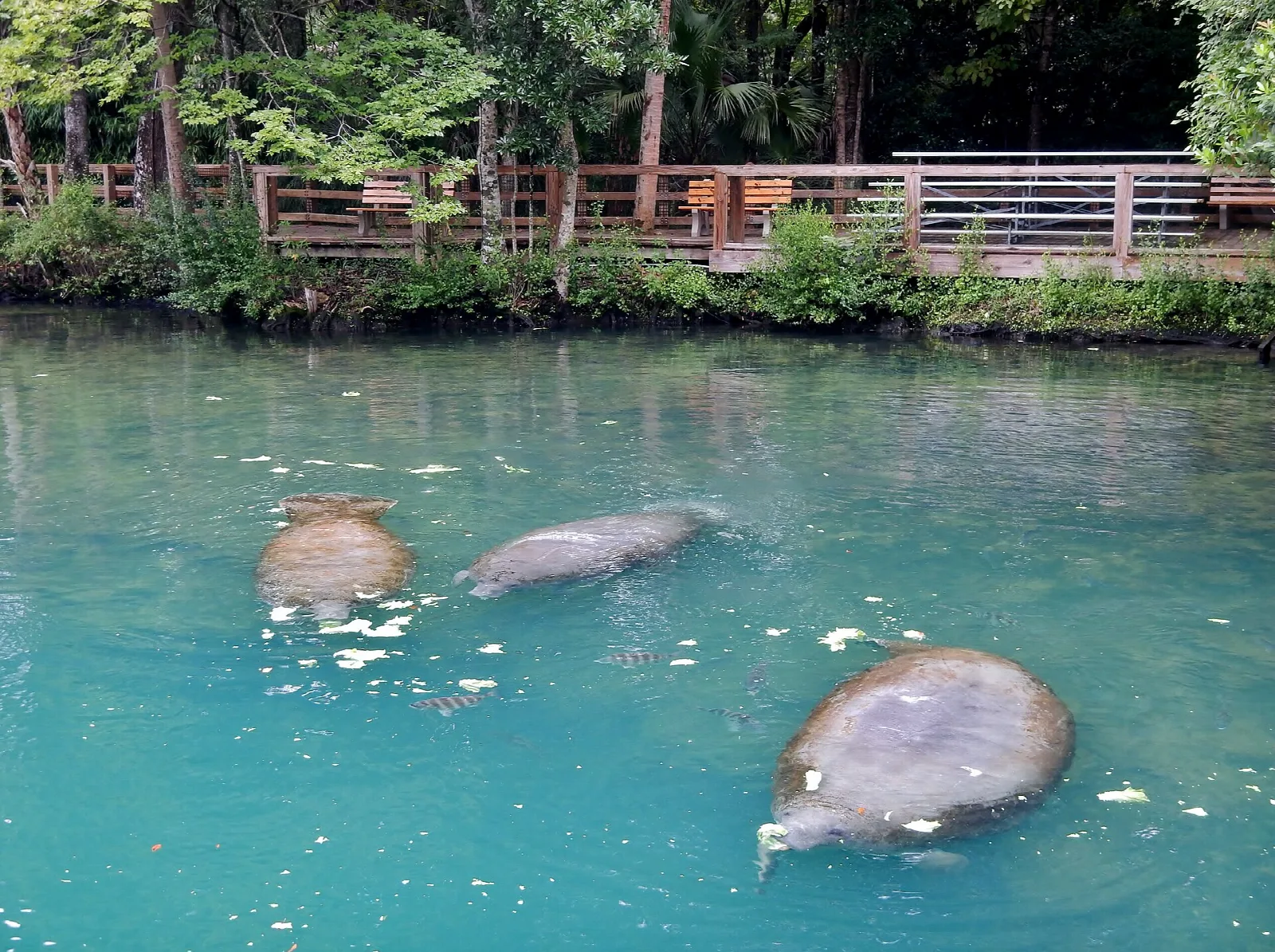 Manatees swimming in turquoise spring water near a wooden walkway