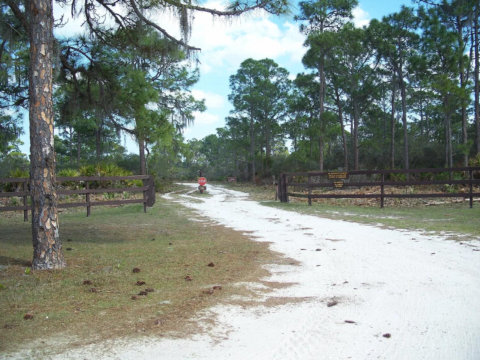 Wide sand road beside a wooden fence among pines