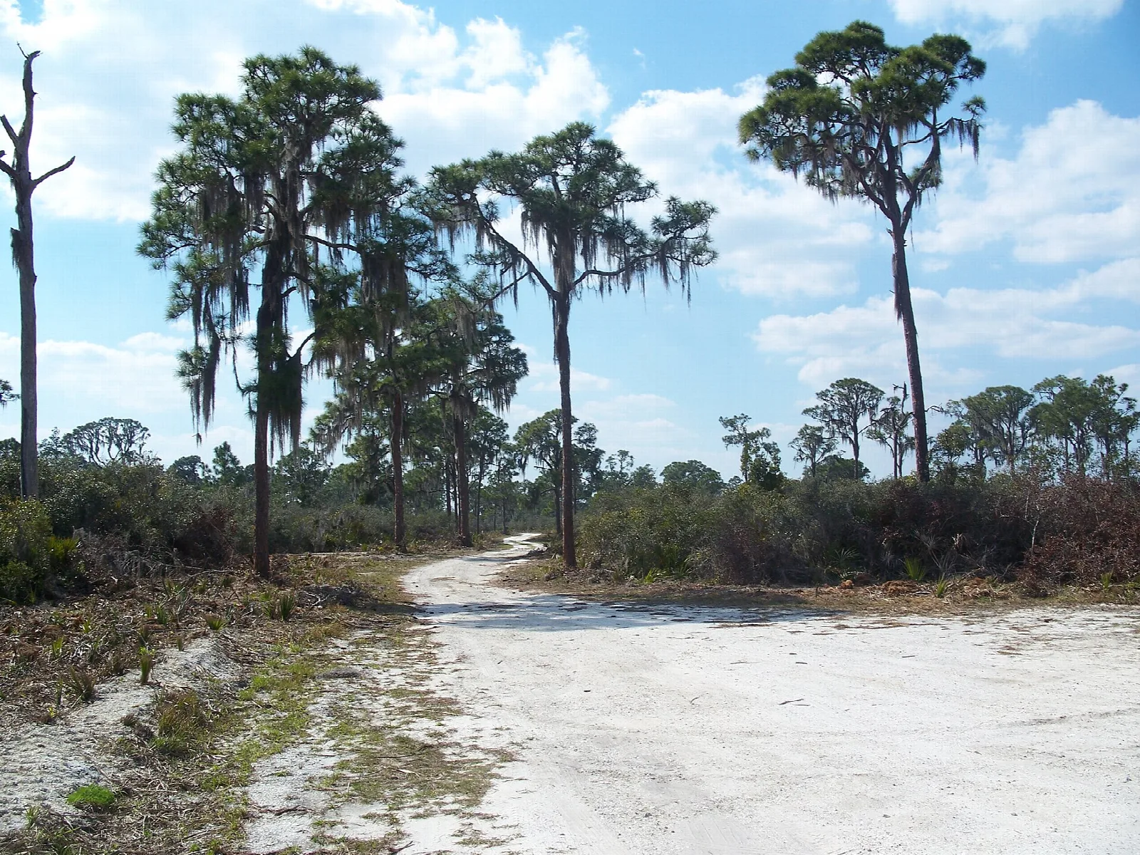 Sandy road through scrub with pines and oaks under big clouds